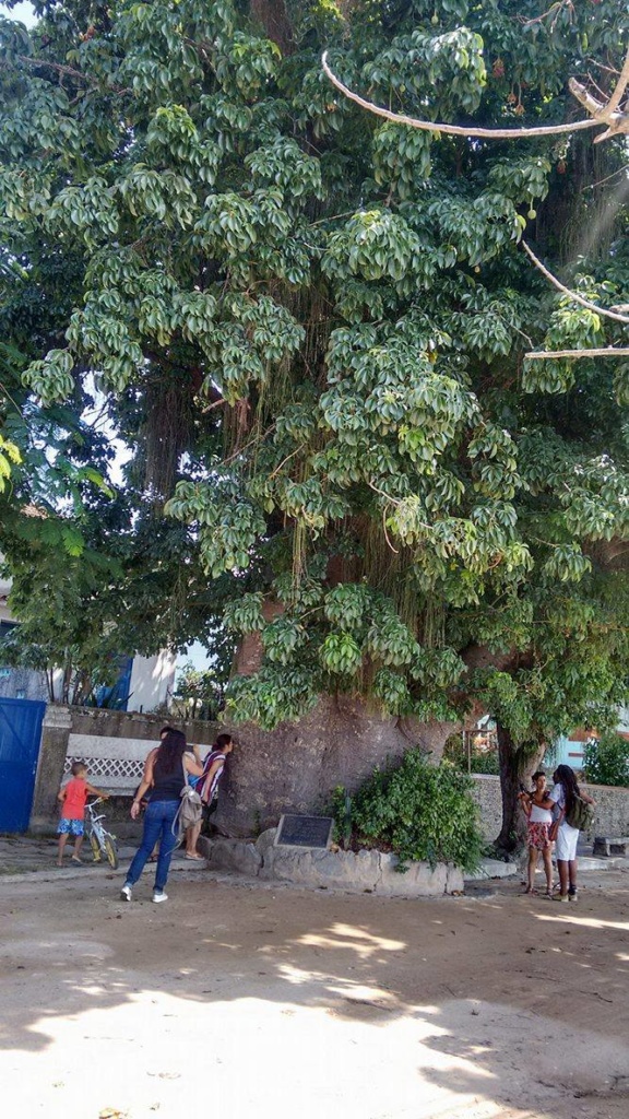 Maria Gorda, o baobá carioca Maria Gorda, o baobá carioca