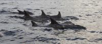 Golfinhos viram presença diária na Baía de Guanabara